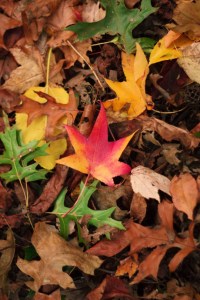 tumblr_ofujx4vwya1qmj59xo1_540